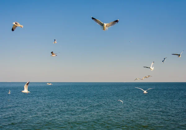 Gaivotas. Odessa, Ucrânia — Fotografia de Stock