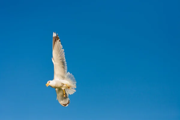 Seagull. Odessa, Ukraine — Stock Photo, Image