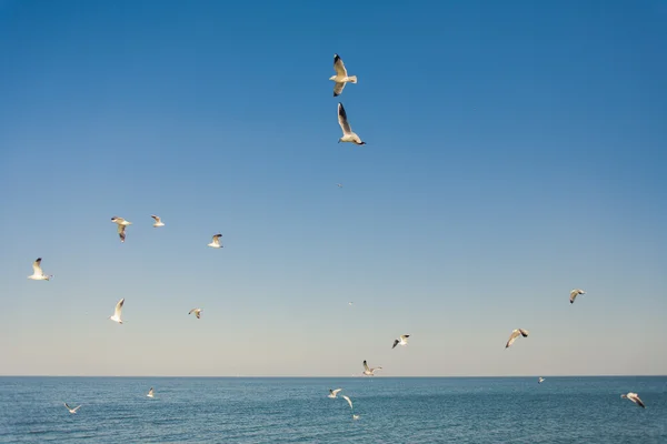 Gaivotas. Odessa, Ucrânia — Fotografia de Stock