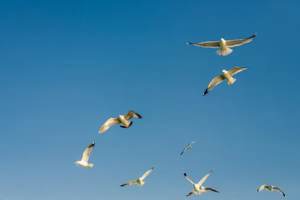 Gaivotas. Odessa, Ucrânia — Fotografia de Stock