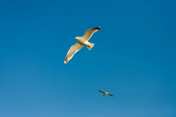Seagulls. Odessa, Ukraine — Stock Photo, Image