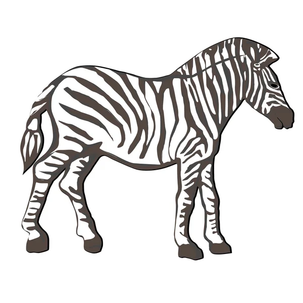 Zebra illüstrasyon — Stok fotoğraf