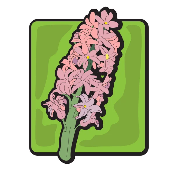 Hyacint illustraties — Stockfoto