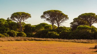 İspanya 'daki Donana Ulusal Parkı UNESCO Dünya Mirası Alanı