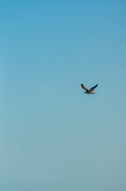 Kumsalda yiyecek arayan çeşitli deniz kuşları. Denizdeki martılar gibi. deniz kuşları