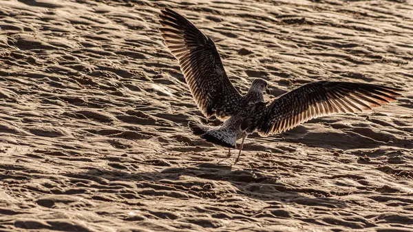 Various Sea Birds Looking Food Beach Seagulls Sea Sea Birds — Stok fotoğraf