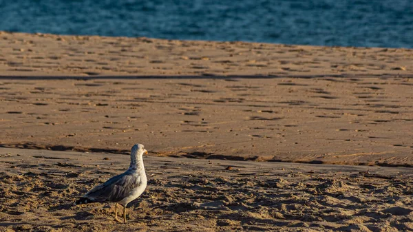 Various Sea Birds Looking Food Beach Seagulls Sea Sea Birds — 图库照片