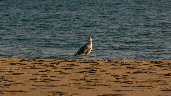 Various Sea Birds Looking Food Beach Seagulls Sea Sea Birds — Stockfoto