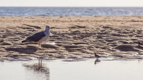 Varias Aves Marinas Que Buscan Comida Una Playa Gaviotas Mar — Foto de Stock