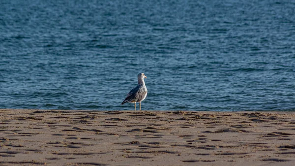 Various Sea Birds Looking Food Beach Seagulls Sea Sea Birds — 图库照片