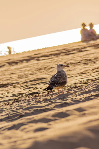 Various Sea Birds Looking Food Beach Seagulls Sea Sea Birds — 图库照片