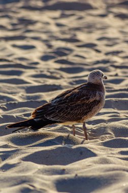 Kumsalda yiyecek arayan çeşitli deniz kuşları. Denizdeki martılar gibi. deniz kuşları