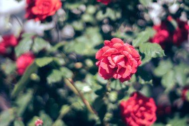 Güzel taze güller. Doğal arka plan, bahçedeki çalılıklardaki güllerin kabarıklığı. Bahçedeki kırmızı güllerden bir çalıya yaklaş..