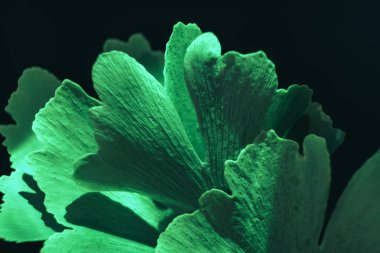Renkli ışıklı, soyut güzel bir yaprak. Ginkgo Biloba 'nın siyah arka planındaki yeşil yapraklı Ginkgo ağacını kapat. Makro fotoğrafçılık görünümü.