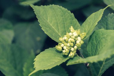 Küçük Hydrangea Macrophylla çiçek tomurcukları, aynı zamanda Bigleaf Hydrangea veya Hortensia olarak da bilinir. Genç bir ortanca çalılığına yakın avluya..