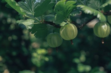 Bektaşi üzümlü bir çalılıkta, bir çiftlikte. Taze arkaplan taze böğürtlendir. Makro fotoğrafçılık görünümü. 