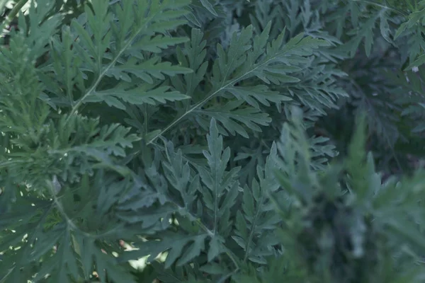 Närbild Vacker Ragweed Bakgrund Mönster Design — Stockfoto