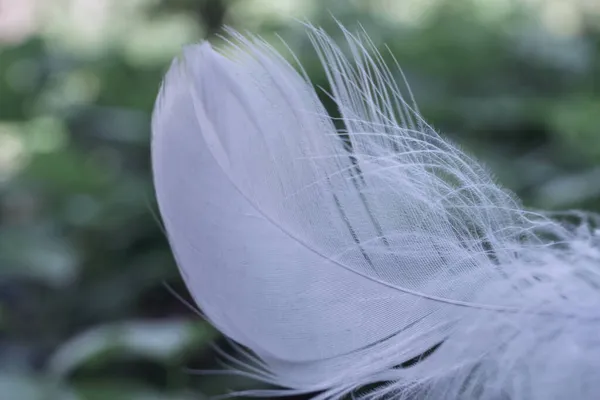 Close Beautiful One Bird Feather Bokeh Pattern Background Design Texture — Stock Photo, Image