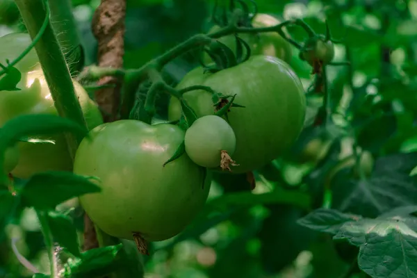 Belos Tomates Frescos Arbusto Florido Feche Arbusto Tomate Verde Fundo — Fotografia de Stock