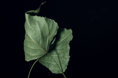 Güzel solmuş yaşlı bir yaprak, siyah bir yaprak. Minimalizm sonbahar tarzı konsept. Tasarım için arkaplan deseni.
