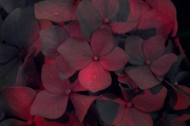 Hydrangea Macrophylla çiçek tomurcukları, ayrıca Bigleaf Hydrangea veya Hortensia olarak da bilinir. Genç bir çalılığa yakın.