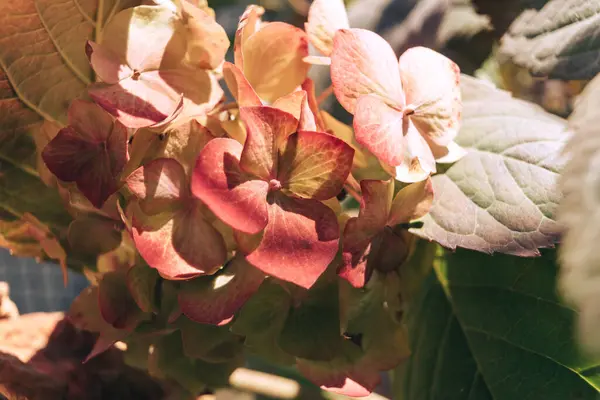 Hydrangea Macrophylla Цветочные Почки Известные Bigleaf Hydrangea Hortensia Закрыть Двор — стоковое фото