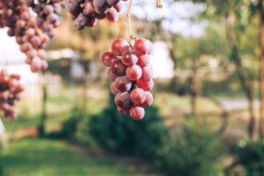 Tasarım için Güzellik Üzüm Arkaplanını Kapat.