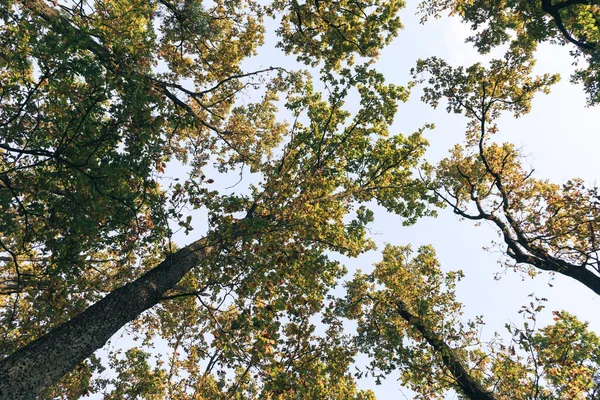 Fundo Floresta Outono Árvore Cor Vibrante Folhagem Laranja Vermelha Parque — Fotografia de Stock
