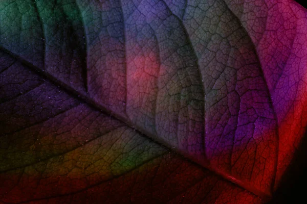 Κοντινό Πλάνο Όμορφο Αφηρημένο Φύλλο Νέον Φως Minimalism Σύγχρονη Έννοια — Φωτογραφία Αρχείου