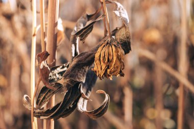 Güzel, soyut, sarı, soluk çiçekleri kapatın. Eski çiçekleri kapatın. Tasarım için arkaplan modeli. Sonbahar. 