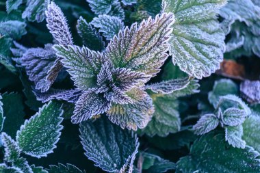 Donmuş bitki arka planının güzel yüzeyi kış-sonbahar .