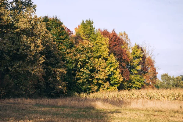 Herfst Bos Achtergrond Levendige Kleurenboom Rood Oranje Blad Herfstpark Natuur — Stockfoto