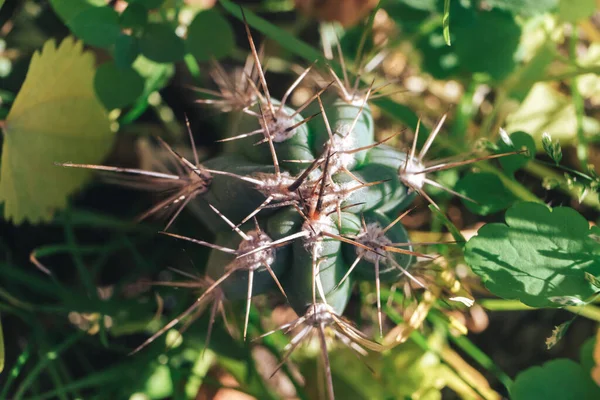 Zamknij Piękne Kaktusy Tle Natury Widok Makrofotografii — Zdjęcie stockowe