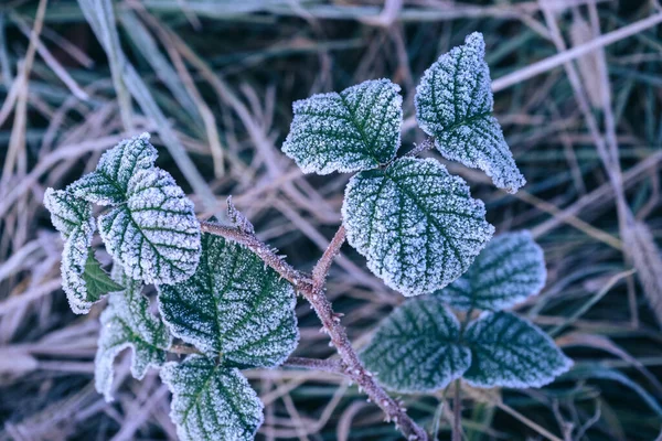 Närbild Vacker Yta Fryst Växt Bakgrund Vinter Höst — Stockfoto