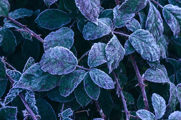 Fechar Superfície Bonita Planta Congelada Fundo Inverno Outono — Fotografia de Stock