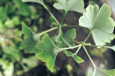 Ginkgo Biloba 'nın küçük ağacındaki yeşil yapraklı Ginkgo' yu kapat. Makro fotoğrafçılık görünümü.