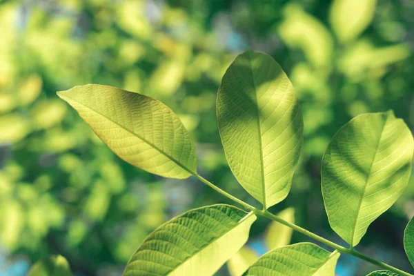 Bellissimo Albero Verde Guardare Alto Modello Sfondo Progettazione — Foto Stock