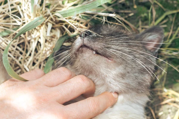 Närbild Siamese Katt Liggande Gräs Rolig Sovande Katt Porträtt Sovande — Stockfoto