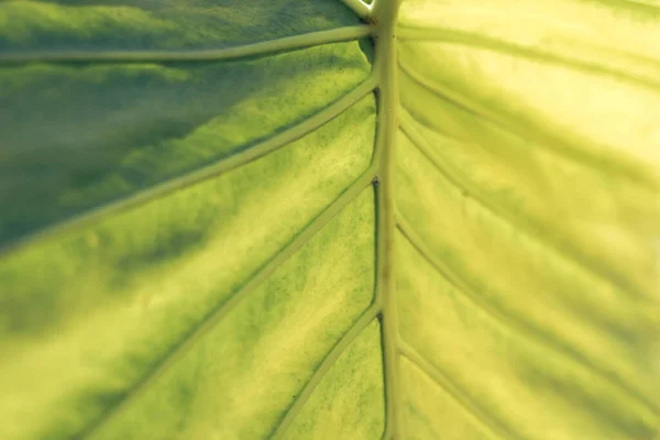 Close Beautiful Green Yellow Leaf Background Texture Macro Photography View —  Fotos de Stock