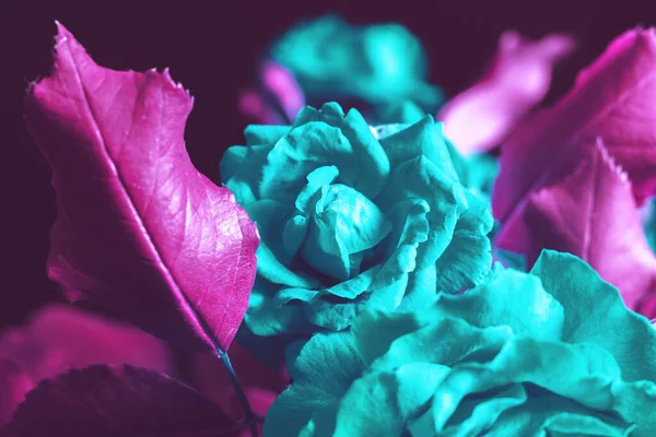 Hermosas Rosas Frescas Plantas Textura Para Diseñadores Cerca Arbusto Flores — Foto de Stock