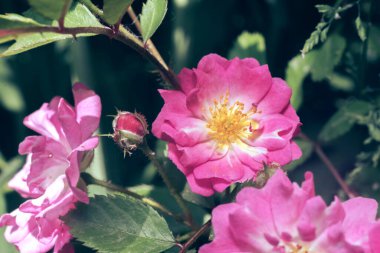 Güzel taze yaban gülleri. Doğal arka plan, bir bahçe çalısı üzerinde. Pembe bir çiçeğin çalılığına yaklaş. Makro fotoğrafçılık görünümü. 