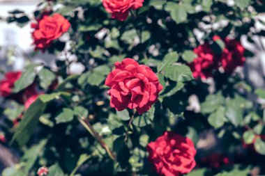Güzel taze güller. Doğal arka plan, bahçedeki çalılıklardaki güllerin kabarıklığı. Bahçedeki kırmızı güllerden bir çalıya yaklaş..
