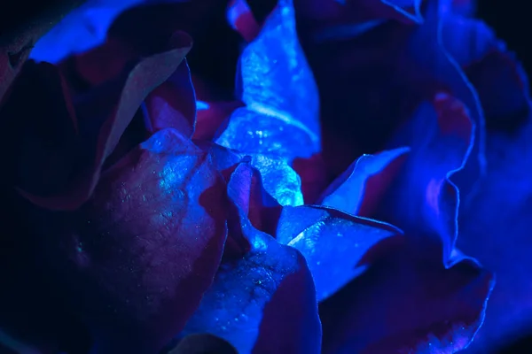 Прекрасні Свіжі Троянди Зелений Неоновий Піднявся Крупним Планом Яскравий Макро — стокове фото