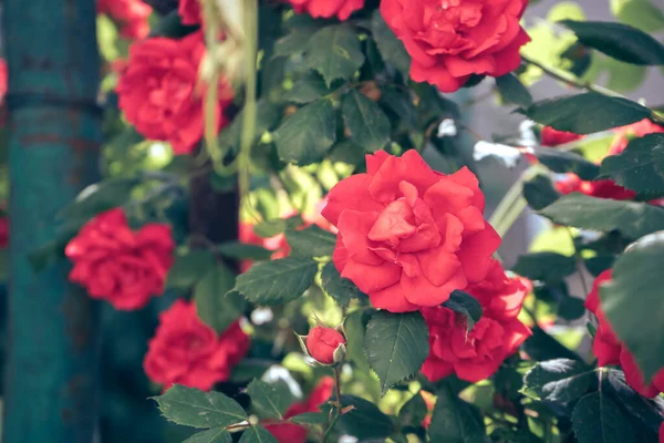 美丽的新鲜玫瑰 靠近一丛丛红松子 天然背景 大灌木丛 — 图库照片