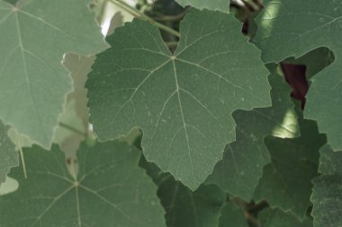 Tasarım için güzel üzüm yaprağı desenli arka plan dokusu. Makro fotoğrafçılık görünümü.