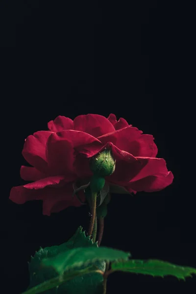 Lindas Rosas Frescas Jovens Fundo Preto Close Rosesin Vermelho — Fotografia de Stock