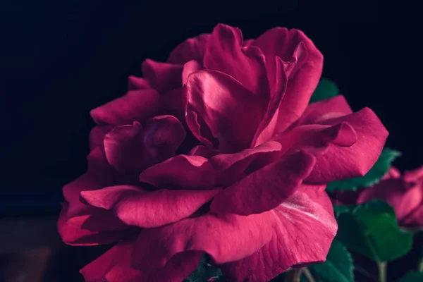 Прекрасні Молоді Свіжі Троянди Чорний Фон Крупним Планом Одна Червона — стокове фото