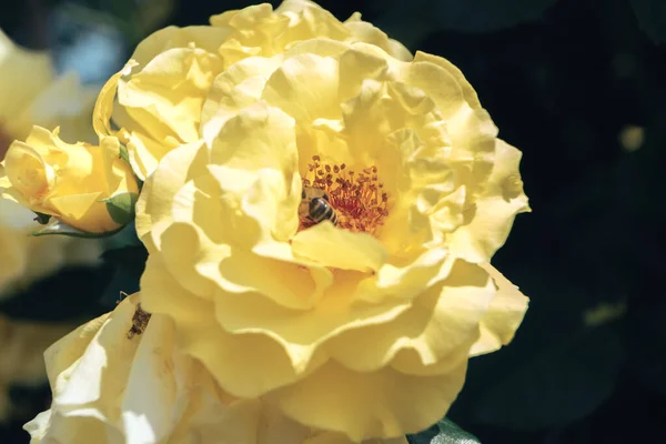 美丽的年轻新鲜玫瑰 自然的背景 花园里的花丛上盛满了玫瑰 院子里一丛丛黄色的玫瑰 — 图库照片