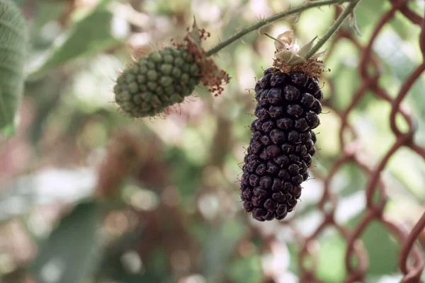 Κοντινό Πλάνο Του Όμορφου Blackberry Νωρίς Μεγάλα Φρούτα Karaka Black — Φωτογραφία Αρχείου