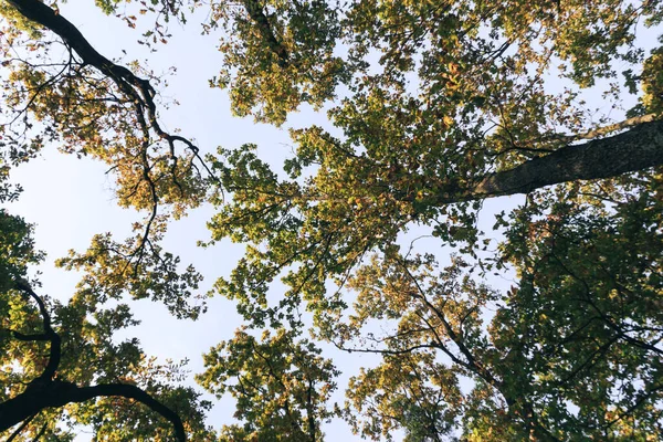 Fundo Floresta Outono Árvore Cor Vibrante Folhagem Laranja Vermelha Parque — Fotografia de Stock